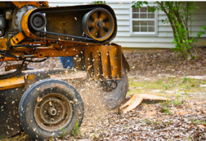 total stump removal Adelaide	